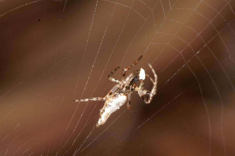 Cyclosa_insulana_D5557_Z_90_Wellington Point Esplanada_Australie.jpg